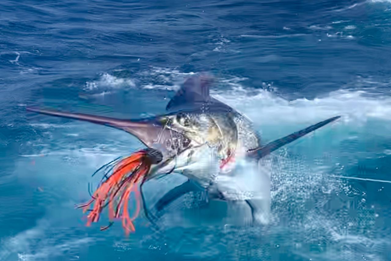 Los Suenos Marina. Blue Marlin