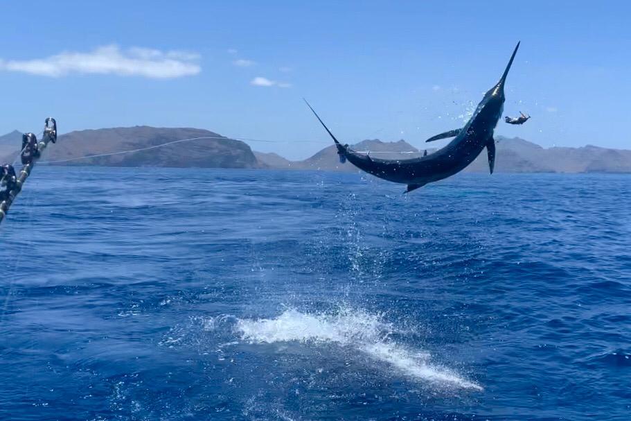 Los Suenos Marina. Blue Marlin Jumping