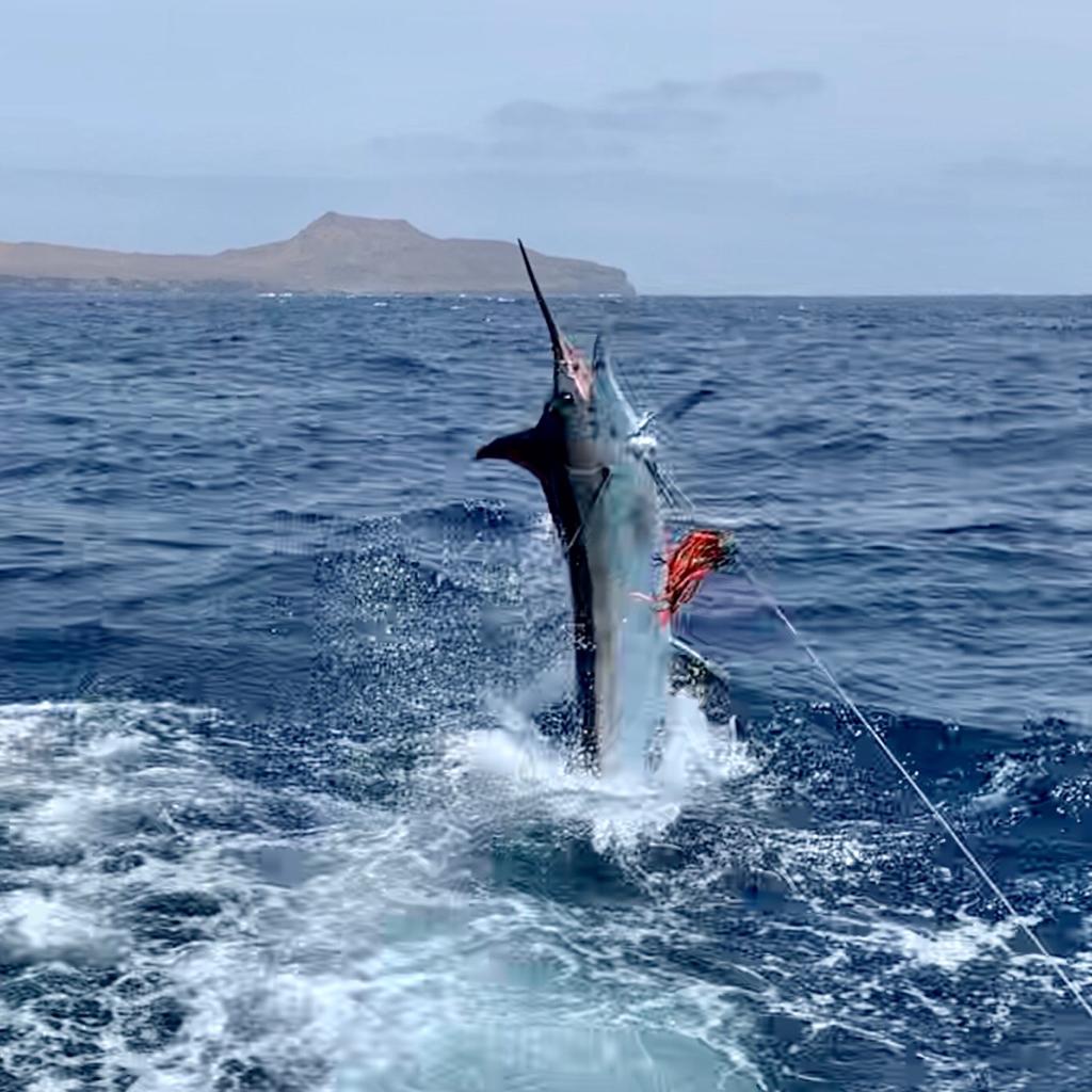 Los Suenos Marina. Blue Marlin in Costa Rica